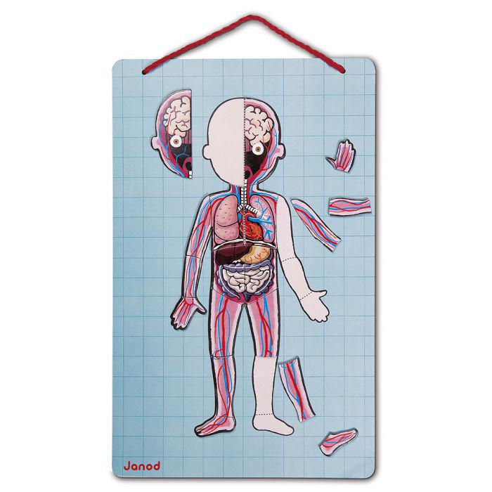 Cuerpo Humano Magnético 12 Idiomas – Janod